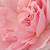 Rose - Rosiers hybrides de thé - Violina®